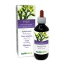 Blasentang Urtinktur 200 ml alkoholfreie Flüssigkeit - Naturalma