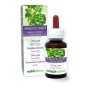 Angelica Cinese Tintura madre 60 ml liquido analcoolico - Naturalma