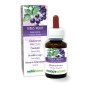Schwarze Johannisbeere Urtinktur 60 ml alkoholfreie Flüssigkeit - Naturalma