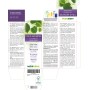 Silberlinde Urtinktur 120 ml alkoholfreie Flüssigkeit - Naturalma