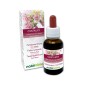 Centaury Emotional flowers or Bach flowers 30 ml alcohol-free liquid - Naturalma