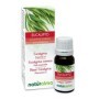 Eucalipto Olio essenziale 10 ml